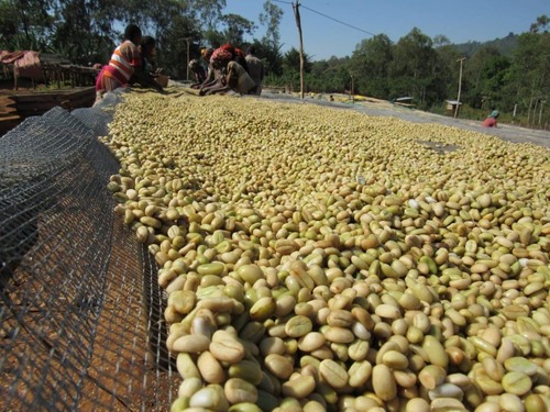 Ethiopian Coffee Beans