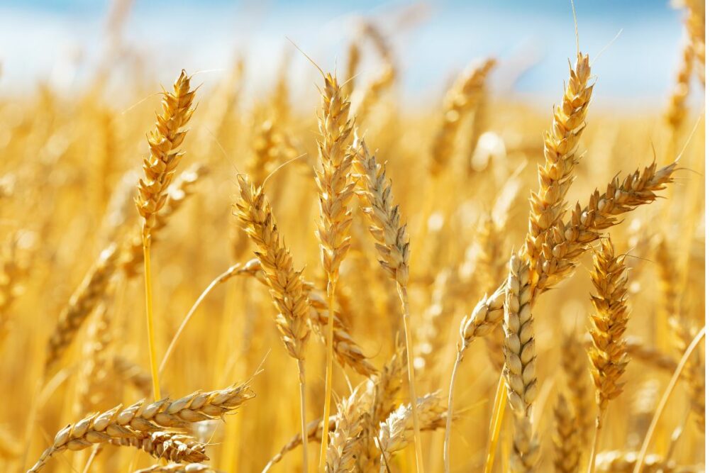 Wheat