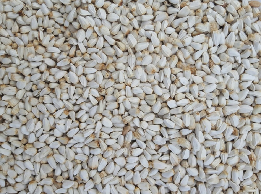 White Sunflower Seeds